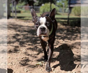 Boston Terrier Dogs for adoption in Vail, AZ, USA