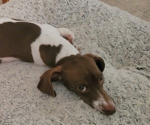 Mother of the Dachshund puppies born on 12/05/2025