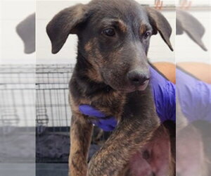 Mutt Dogs for adoption in San Bernardino, CA, USA