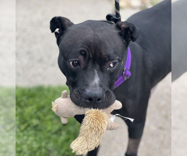 Medium Photo #5 American Pit Bull Terrier Puppy For Sale in Cranford, NJ, USA
