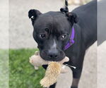 Small #4 American Pit Bull Terrier