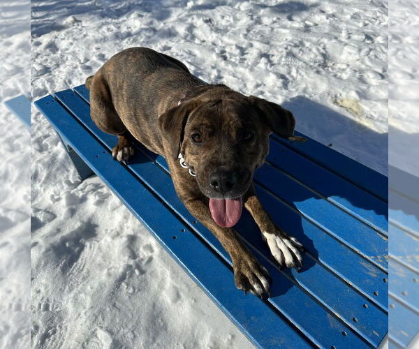 Medium Photo #4 Boxer-Unknown Mix Puppy For Sale in Evansville, IN, USA