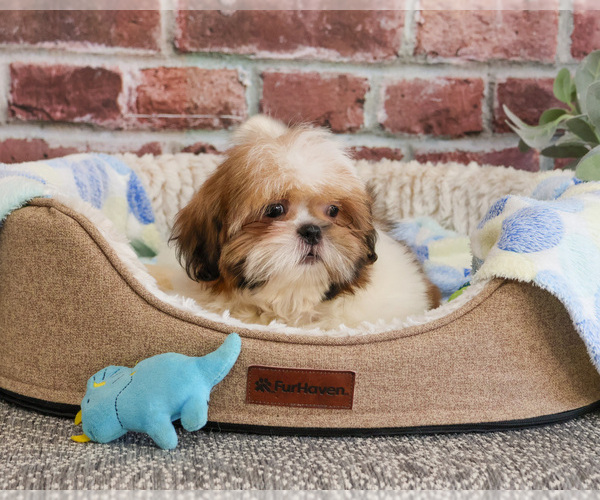Medium Photo #5 Shih Tzu Puppy For Sale in SYRACUSE, IN, USA