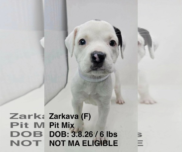 Medium Photo #4 Mutt Puppy For Sale in pomfret, CT, USA