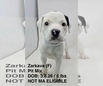 Small #3 Mutt