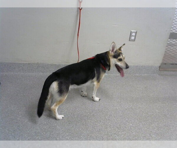 Medium Photo #1 Cardigan Welsh Corgi-Unknown Mix Puppy For Sale in Pasadena, TX, USA