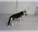 Small Cardigan Welsh Corgi Mix