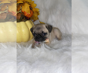 Pug Puppy for sale in BEECH GROVE, IN, USA