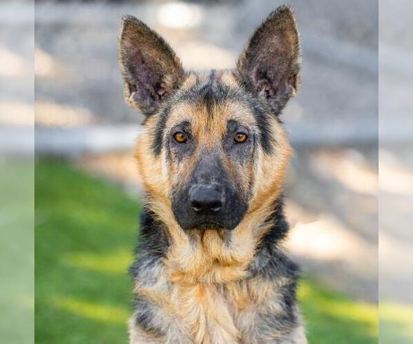 Medium Photo #2 German Shepherd Dog Puppy For Sale in Camarillo, CA, USA