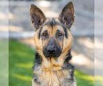 Small #1 German Shepherd Dog