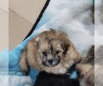 Small Photo #25 Shorkie Tzu-Zuchon Mix Puppy For Sale in COWARD, SC, USA
