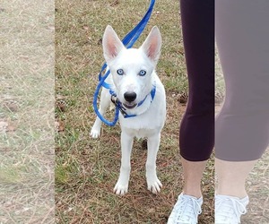 Medium Siberian Husky