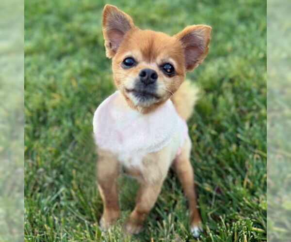 Medium Photo #15 Pomeranian-Unknown Mix Puppy For Sale in Arlington, VA, USA