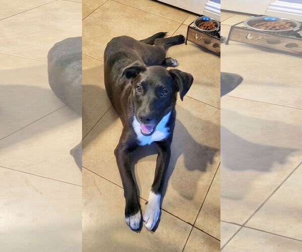 Medium Photo #1 Labrador Retriever-Unknown Mix Puppy For Sale in Royal Palm Beach, FL, USA