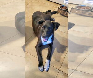 Labrador Retriever-Unknown Mix Dogs for adoption in Royal Palm Beach, FL, USA