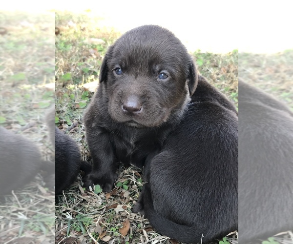 Medium Photo #3 Labrador Retriever Puppy For Sale in CHESNEE, SC, USA