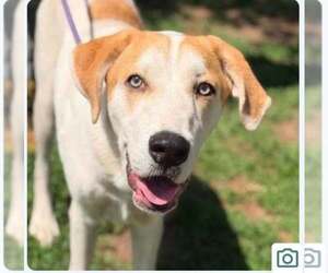Mutt Dogs for adoption in Martinsburg, WV, USA