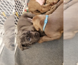 Cane Corso Puppy for sale in PHILLIPSTON, MA, USA