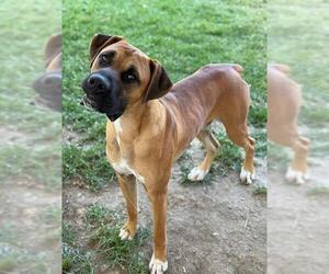 Medium Boxer-Mastiff Mix
