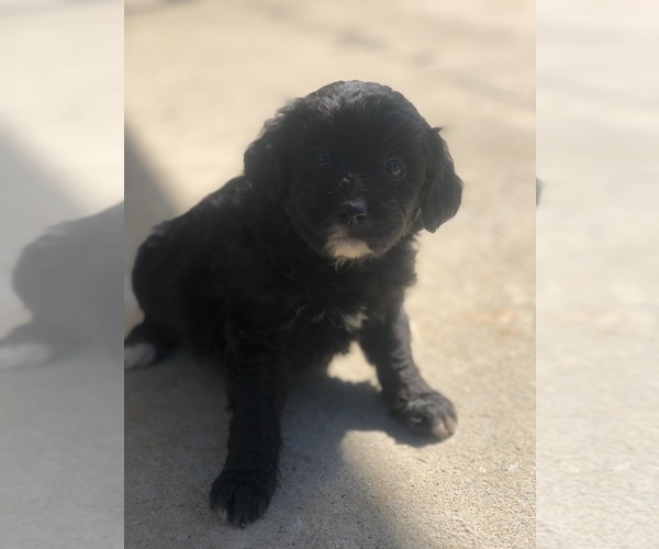 Medium Photo #3 Aussiedoodle Miniature  Puppy For Sale in SPENCER, TN, USA