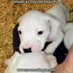 Small Photo #76 Dogo Argentino Puppy For Sale in PINEVILLE, MO, USA