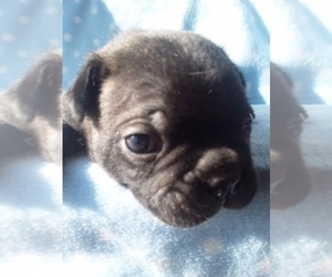 Faux Frenchbo Bulldog Puppy for sale in SCOTTVILLE, MI, USA