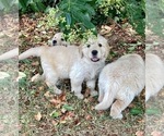 Small Photo #19 Golden Retriever Puppy For Sale in DOTHAN, AL, USA