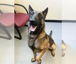 Small #2 German Shepherd Dog Mix