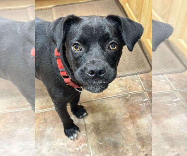 Medium Photo #12 Boxador Puppy For Sale in Wakefield, RI, USA