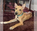 Small Basenji-Carolina Dog Mix