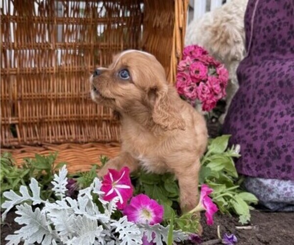 Medium Photo #3 Cavalier King Charles Spaniel Puppy For Sale in THORP, WI, USA