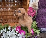Small #2 Cavalier King Charles Spaniel