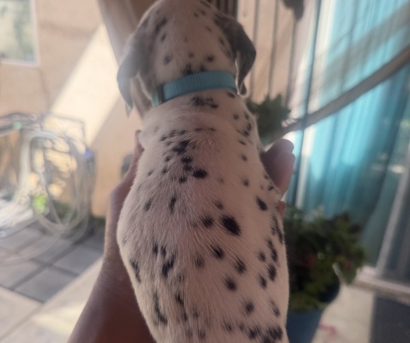 Medium Photo #2 Dalmatian Puppy For Sale in COLTON, CA, USA