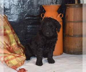 Goldendoodle Puppy for sale in CHILLICOTHE, OH, USA