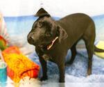 Small #2 Mutt