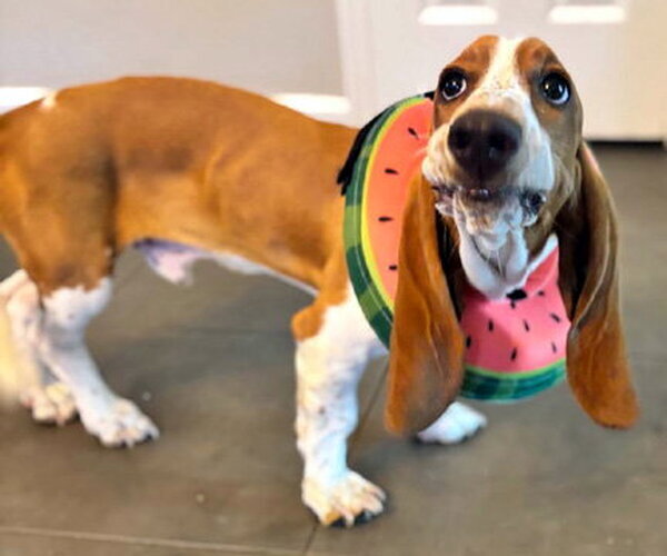 Medium Photo #2 Basset Hound Puppy For Sale in Deepwater, NJ, USA