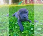 Puppy Goliath Cane Corso