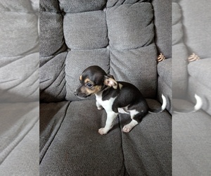 Medium Chiweenie
