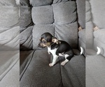 Puppy Moon pie Chiweenie