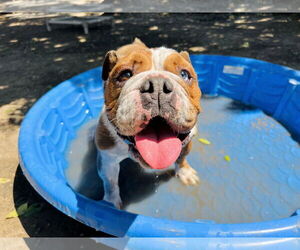 Bulldog Dogs for adoption in Seal Beach, CA, USA