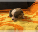 Small Photo #3 Pembroke Welsh Corgi Puppy For Sale in RAMONA, OK, USA