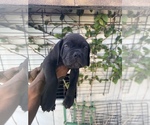 Small Photo #9 Cane Corso Puppy For Sale in NORTHRIDGE, CA, USA