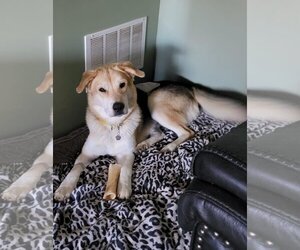 Shepradors Dogs for adoption in Omaha, NE, USA