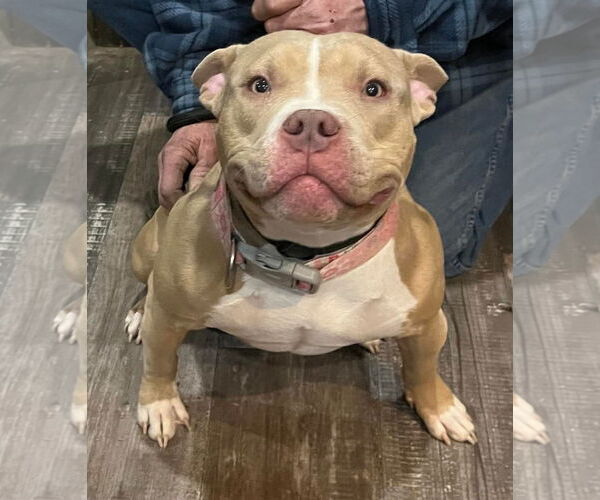 Medium Photo #5 American Pit Bull Terrier-Unknown Mix Puppy For Sale in Grafton, WI, USA