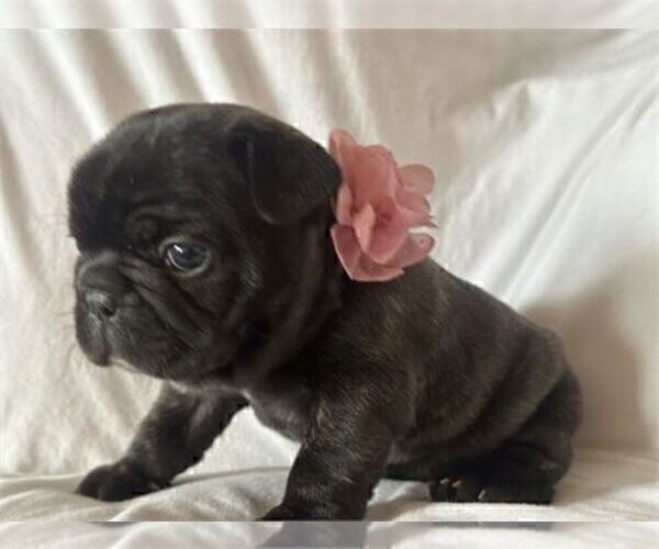 Medium Photo #22 French Bulldog Puppy For Sale in PEMBROKE PINES, FL, USA