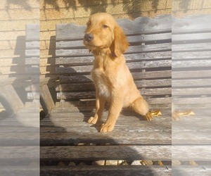Golden Retriever Puppy for sale in NILES, MI, USA