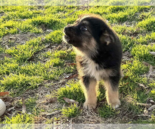 Medium Photo #3 German Shepherd Dog-Unknown Mix Puppy For Sale in Holly Hill, SC, USA