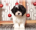 Puppy Tina Shih-Poo