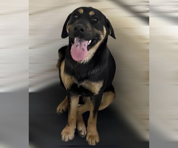 Medium Photo #1 Rottweiler-Unknown Mix Puppy For Sale in Sykesville, MD, USA