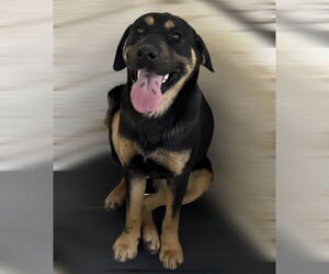 Rottweiler-Unknown Mix Dogs for adoption in Sykesville, MD, USA